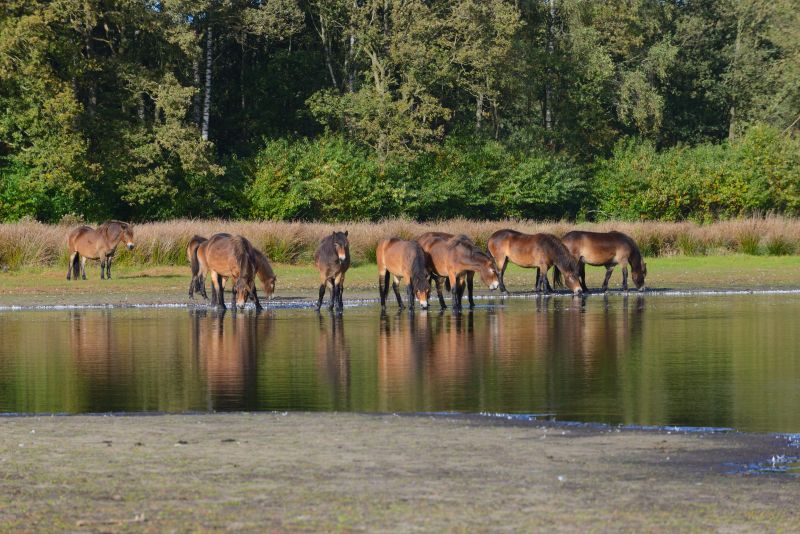 Wandelsafari op de Delleboersterheide